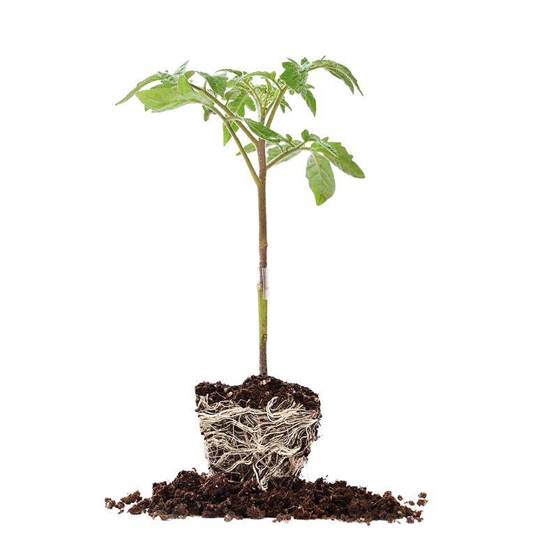 (PI) TOMATE TRONIX